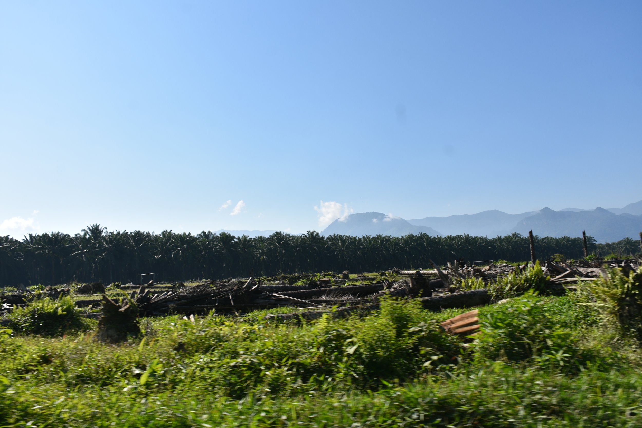  Cosecha de maíz entre palma africana seca y derribada por los comunitarios. Foto: Ketzali Pérez. 